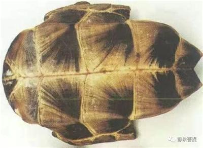 六爻占卜入门：7个核心概念一文读懂